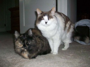 Pet Sitting dogs & cats 014