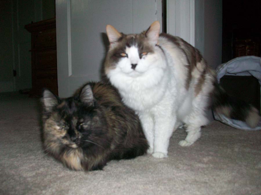 Home Alone Pet Sitting